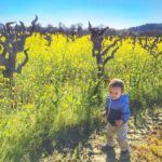 20+ Kid-Friendly Best Wineries In Sonoma – Henry And Andrew's Guide