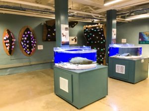 Guide to the Randall Museum in San Francisco | Things to Do in San Francisco with Kids | Henry and Andrew’s Guide (www.henryandandrewsguide.com)