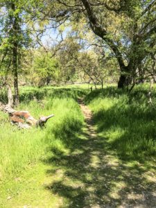 Guide to the Effie Yeaw Nature Center in Sacramento | Things to Do in Sacramento with Kids | Henry and Andrew’s Guide (www.henryandandrewsguide.com)