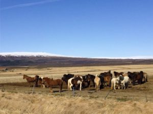 Guide and Map of Self-Driving Tour of the Golden Circle Iceland | Things to Do in Iceland with Kids | Henry and Andrew’s Guide (www.henryandandrewsguide.com)